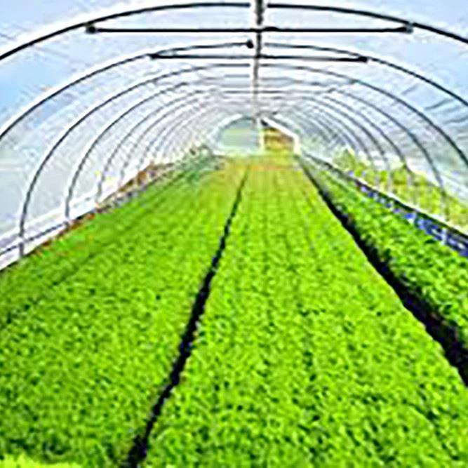 Medicinal Greenhouse