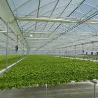 Medicinal Greenhouse