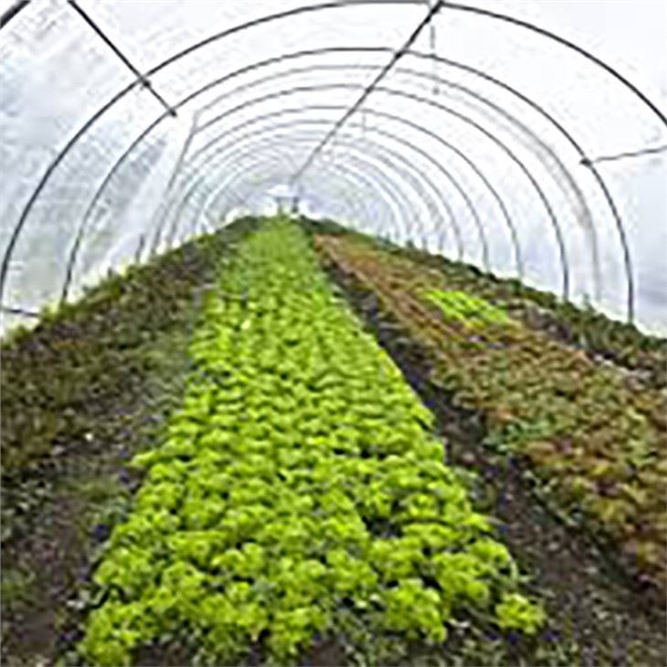 Strawberry Greenhouse