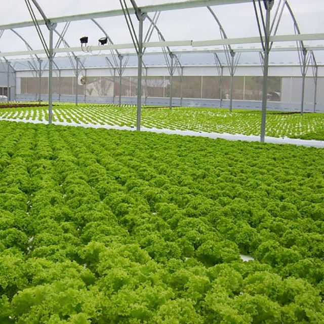 Strawberry Greenhouse